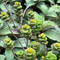 Hedyotis quinquinervia Thwaites